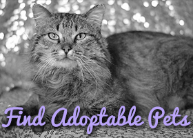 Find Adoptable Pets