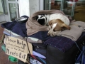 petsofthehomeless8